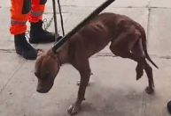 Resgatar animal na rua exige cuidados para evitar riscos invisíveis à saúde; entenda