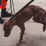 Vídeo: pitbull abandonado fica preso entre duas paredes e sobrevive 