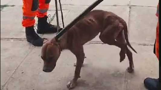 Animal foi resgatado pelo Corpo de Bombeiros; dona do estabelecimento resolveu cuidar do pitbull