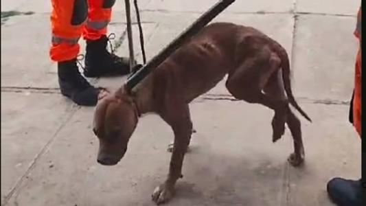 Animal foi resgatado pelo Corpo de Bombeiros; dona do estabelecimento resolveu cuidar do pitbull
