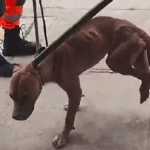 Resgatar animal na rua exige cuidados para evitar riscos invisíveis à saúde; entenda