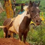 Bombeiros resgatam pônei caído em valeta de 4 metros no interior de MG 