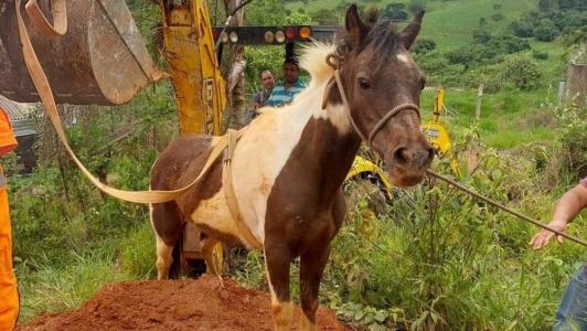 Animal foi retirado com auxílio de uma retroescavadeira da prefeitura do município