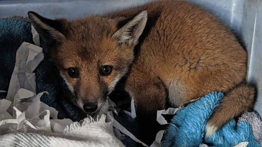 Animal recebeu atendimento médico veterinário após ser socorrido