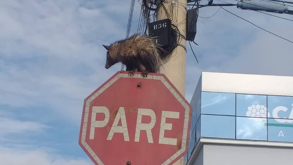 Gambá é flagrado em rua de Caeté: saiba como agir em caso de aparecimento de animais silvestres