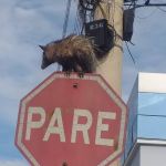 Gambá é flagrado em rua de Caeté: saiba como agir em caso de aparecimento de animais silvestres