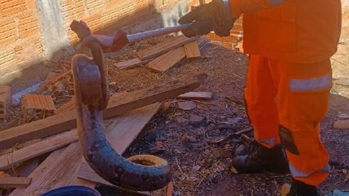 Animal silvestre de 1,5 metro assusta moradores no interior de Minas; veja imagens  