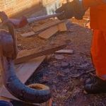 Animal silvestre de 1,5 metro assusta moradores no interior de Minas; veja imagens  