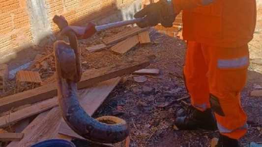 Animal silvestre de 1,5 metro assusta moradores no interior de Minas