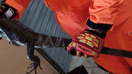 Animal Silvestre estava dentro do quarto de uma casa no Norte de Minas