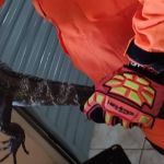 Moradora encontra réptil de 1,2 metro dentro de quarto no interior de Minas Gerais