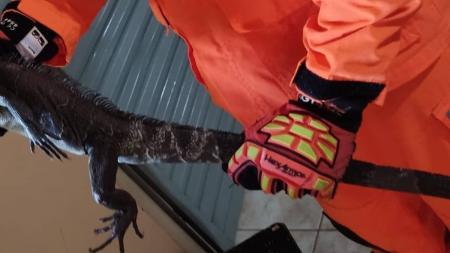 Animal Silvestre estava dentro do quarto de uma casa no Norte de Minas