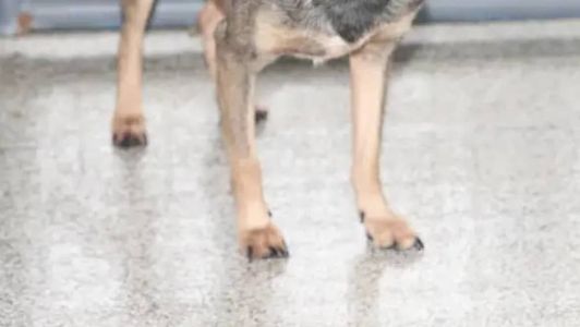Animal sobreviveu as agressões
