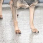 Homem é preso após tentar matar cachorro doente com machado e justifica crime