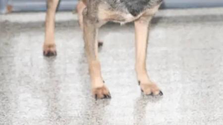 Animal sobreviveu as agressões