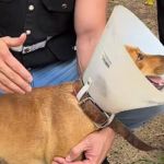 Idoso é detido por zoofilia após vizinhos ouvirem cão latir de dor em Minas