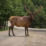 Vídeo: mulher leva cachorro para passear e é atacada por alce no Alaska