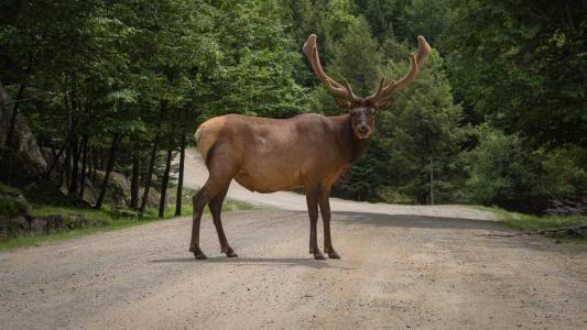 Animal surpreendeu vítima por trás