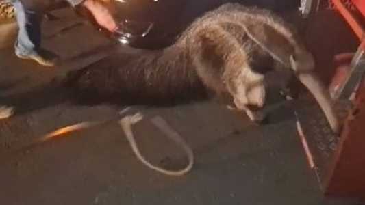 Animal vagava pelo asfalto quando foi resgatado pelos bombeiros