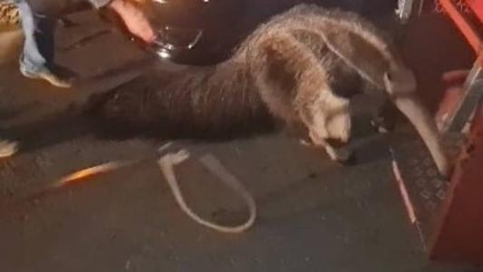 Animal vagava pelo asfalto quando foi resgatado pelos bombeiros