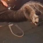 Vídeo: tamanduá ferido é resgatado em rodovia no interior de Minas