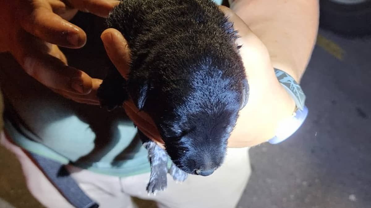 Cachorrinho de 10 dias fica preso em tubulação e é salvo pelos bombeiros; veja imagens 