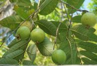 Rio Acima celebra tradição com o Festival da Goiaba 2026