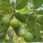 A árvore perfeita para o jardim de casa: não racha o solo, oferece sombra e frutos