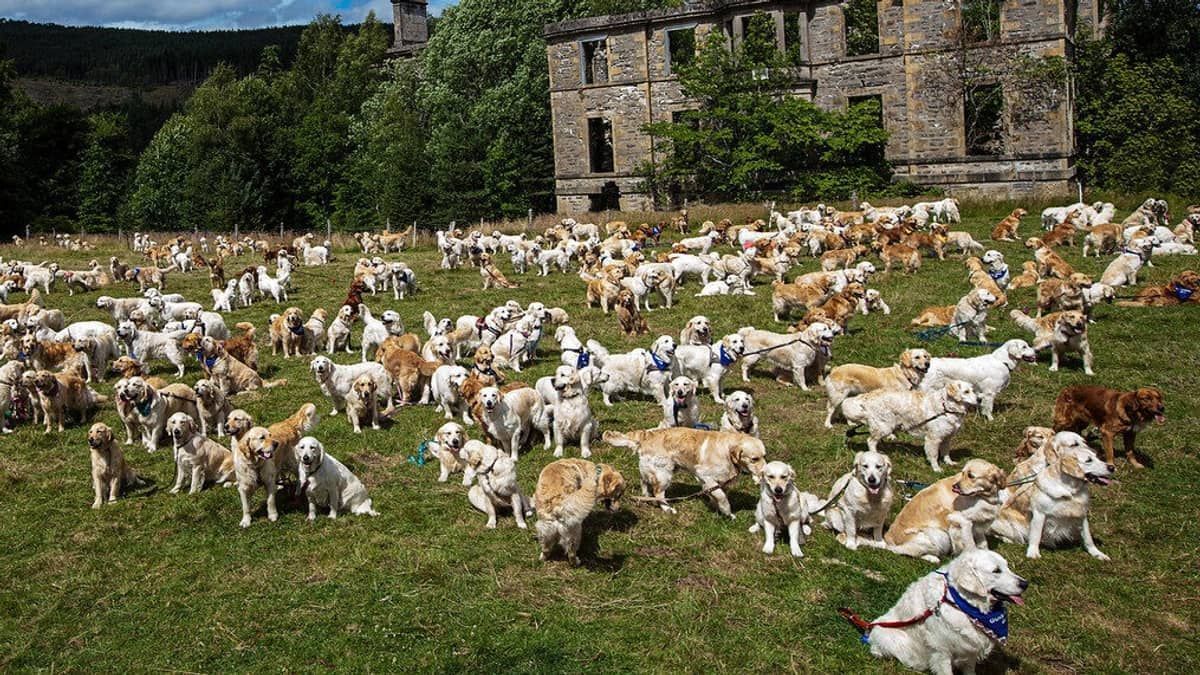 Encontro reúne 466 cães para celebrar aniversário da raça Golden Retriever; confira imagens