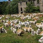Encontro reúne 466 cães para celebrar aniversário da raça Golden Retriever; confira imagens
