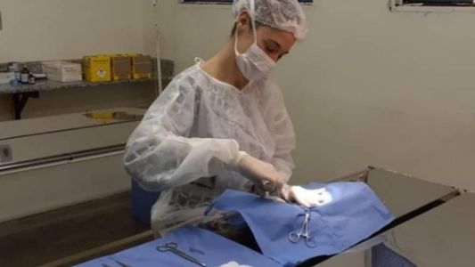 . Antes da cirurgia é feita uma avaliação médica veterinária para identificar algum problema de saúde que impeça a realização da cirurgia