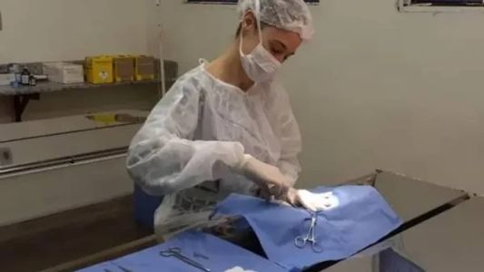 Antes da cirurgia é feita uma avaliação médica veterinária para identificar algum problema de saúde que impeça a realização da cirurgia