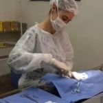 Agenda para castração de cães e gatos em BH é aberta nesta segunda-feira (27); saiba como conseguir vaga