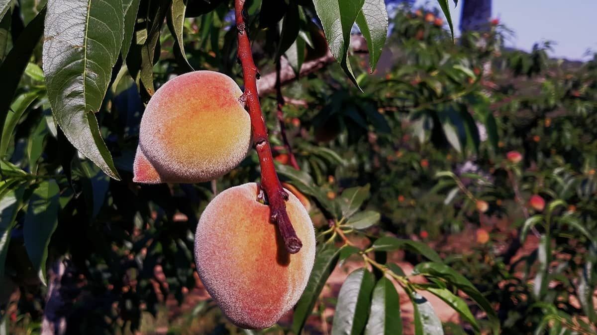 Veja árvores frutíferas que podem ser cultivadas em vasos