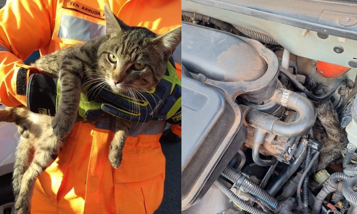 Gato preso em motor de carro é resgatado por bombeiros no interior de MG