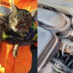 Gato preso em motor de carro é resgatado por bombeiros no interior de MG