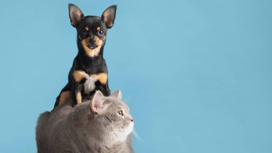 Ao todo a prefeitura disponibilizou 3 mil vagas para castração de cães e gatos