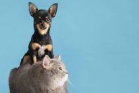 Pressão alta em cães e gatos pode passar despercebida; veja sinais de alerta