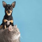 Vagas para serviço de castração da PBH esgotam em três horas