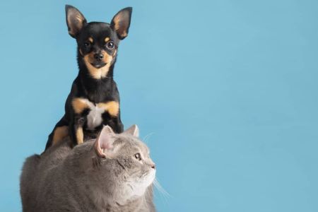 Pressão alta em cães e gatos pode passar despercebida; veja sinais de alerta