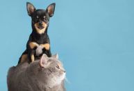 Parasitas em cães e gatos: especialistas alertam para riscos à saúde