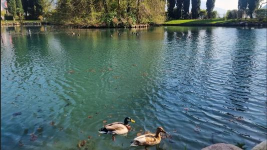 apão suspende temporariamente compras de carne de aves do ES após caso de gripe aviária em criação