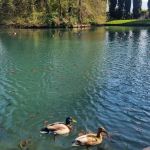 Ministério atualiza números de gripe aviária: 57 casos e 15 investigações em andamento