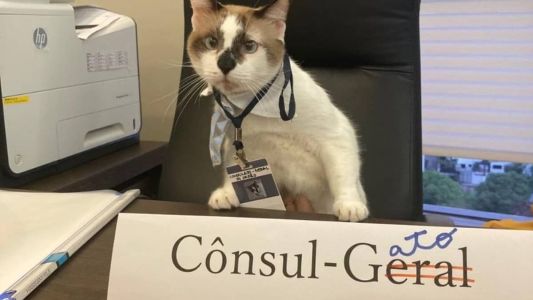 Apelidade de CG, o gato "assumiu" as funções de Cônsul-Geral