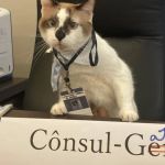 'Cônsul-Gato': mascote vira sensação em Consulado do Japão no Recife