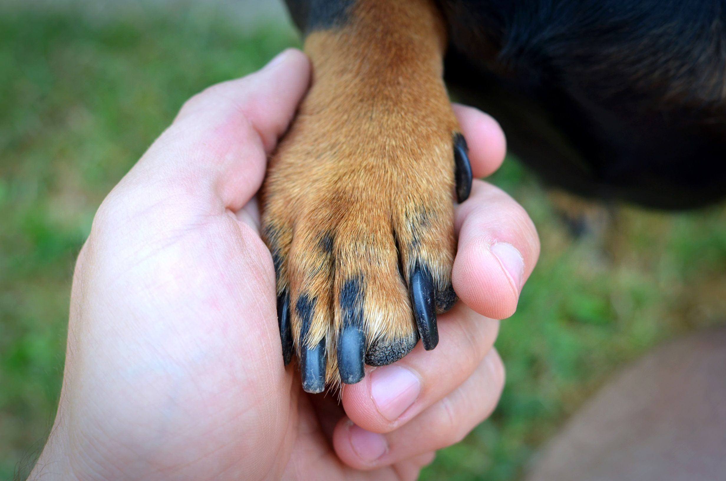 Comportamento canino: por que os cães nos tocam com a pata?