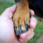 Especialistas debatem direito a um enterro digno para pets; entenda