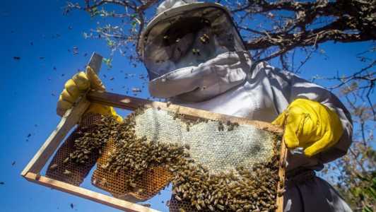 Apicultura é uma atividade sustentável que oferece renda compatível com uma vida digna