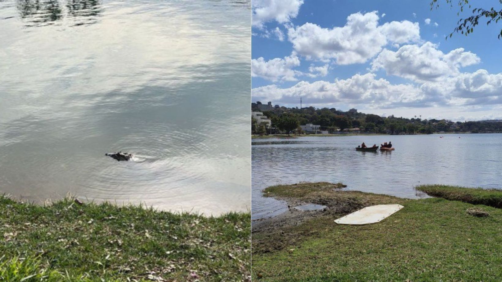 Após força-tarefa, jacaré é resgatado com dois arpões cravados no corpo em Lagoa Santa