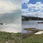 Após força-tarefa, jacaré é resgatado com dois arpões cravados no corpo em Lagoa Santa